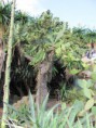 /album/botanic-garden/img-0071-jpg/