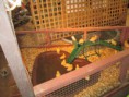 /album/royal-easter-show/img-0529-jpg/