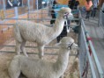 /album/royal-easter-show/img-0536-jpg/