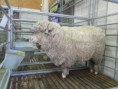 /album/royal-easter-show/img-0569-jpg/